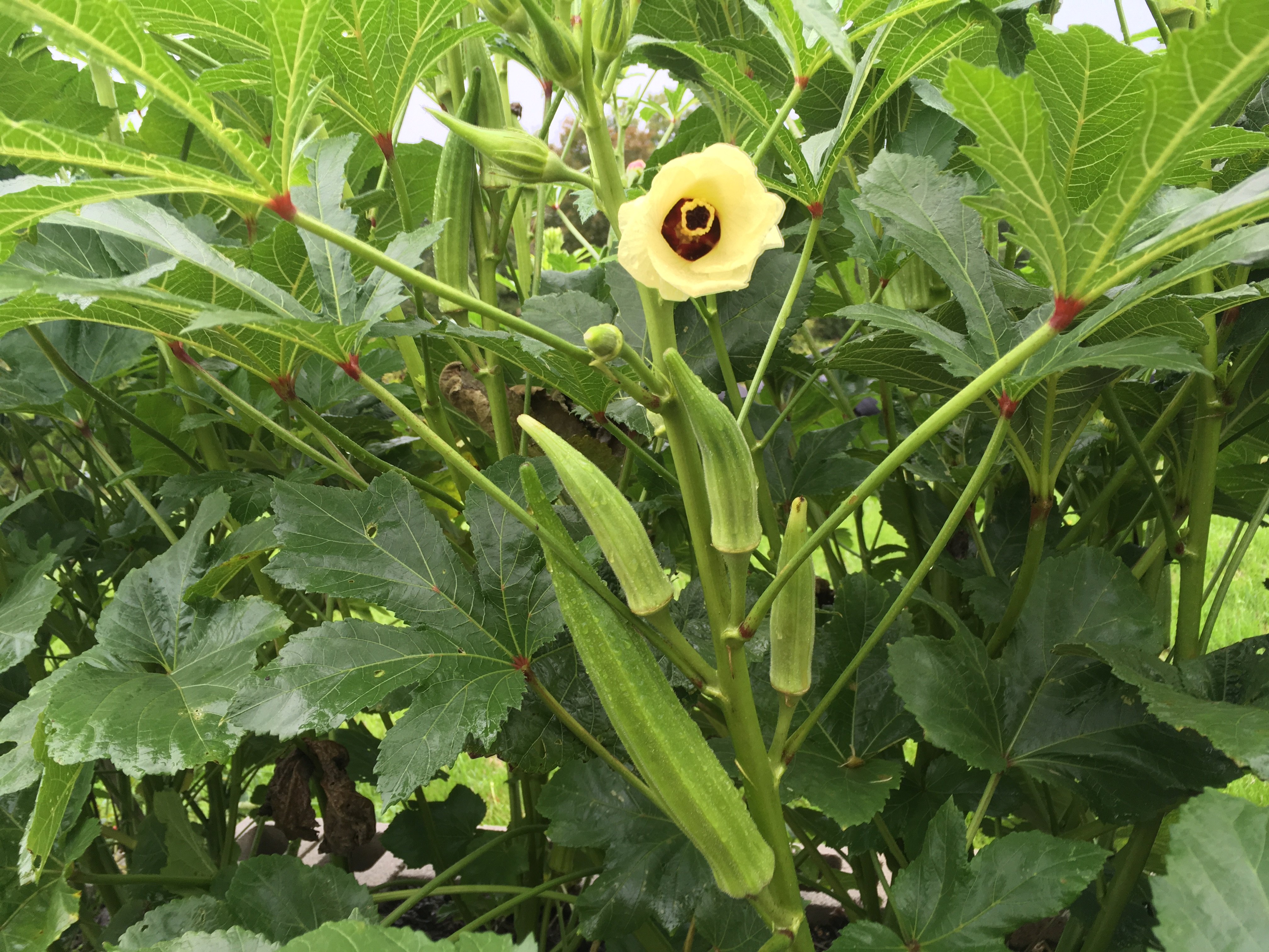 Clemson Spineless Okra Seeds - Non-GMO Heirloom For Fresh Vegetable Garden