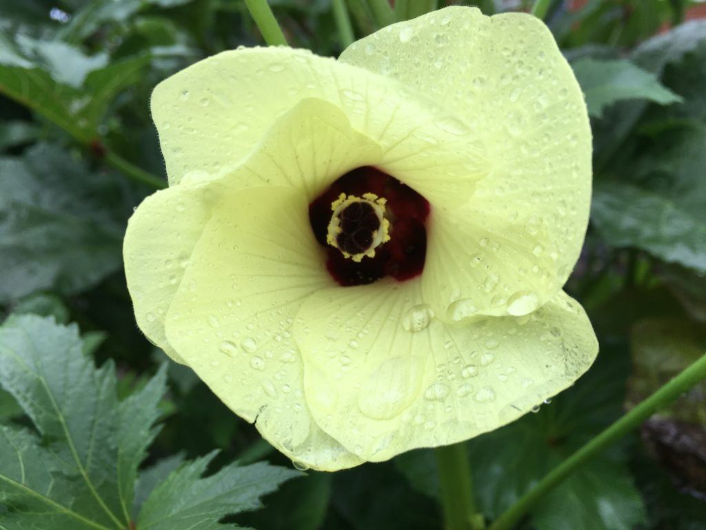 Clemson Spineless 80 Okra White Harvest Seed Company