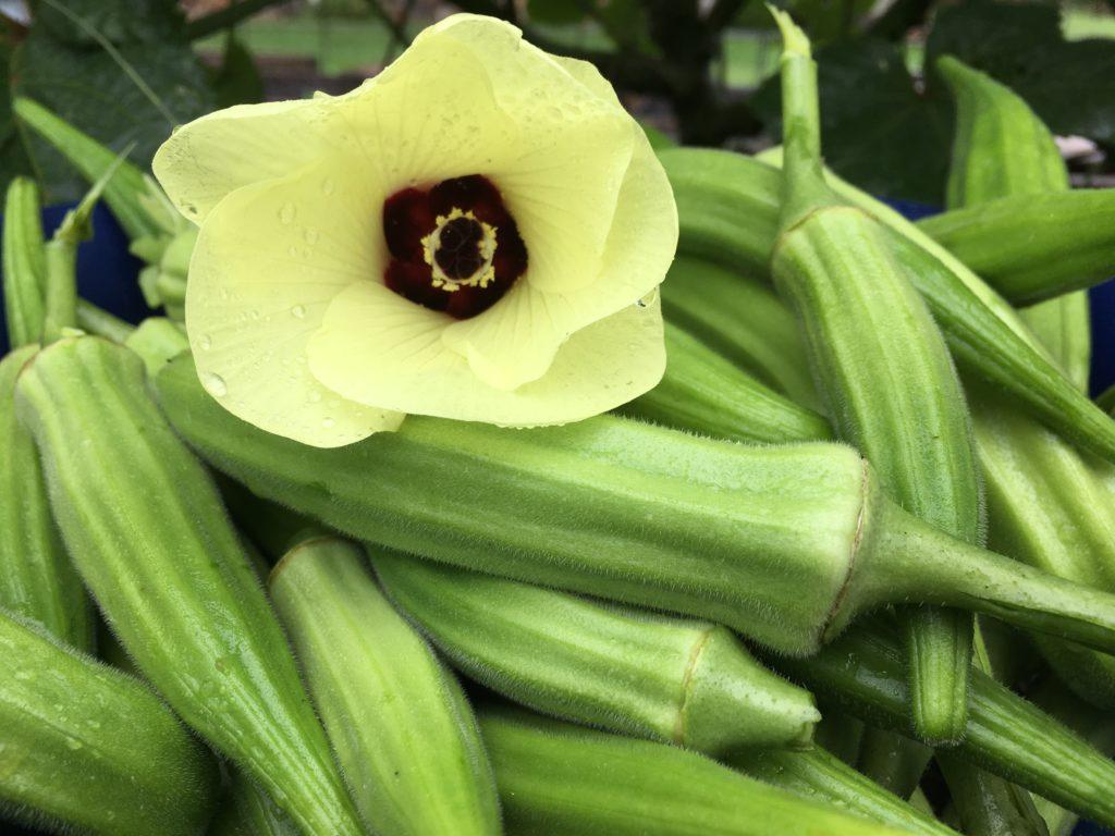 Okra Seeds - Clemson Spineless - Non-GMO, Heirloom - Fresh Vegetable Garden Seeds