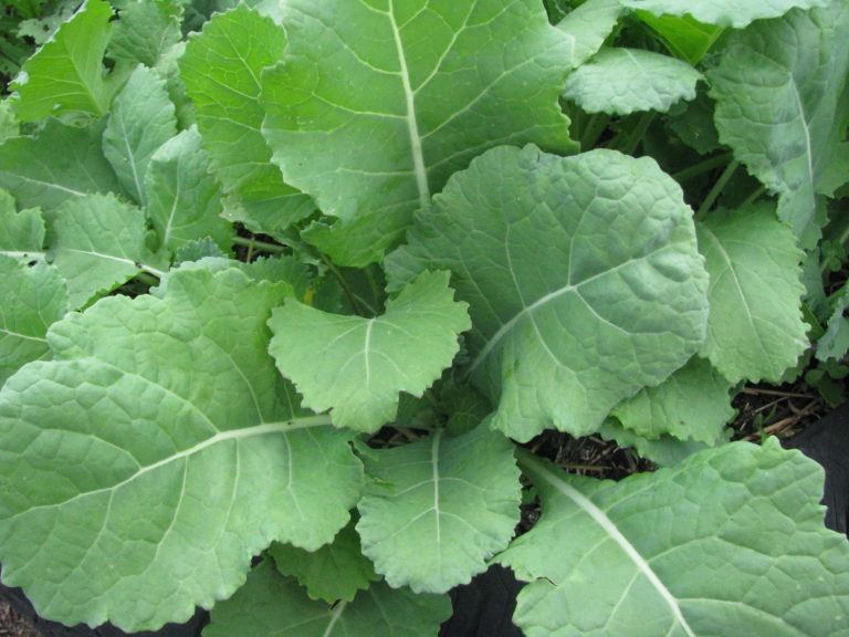 Southern Collards Other Greens White Harvest Seed Company