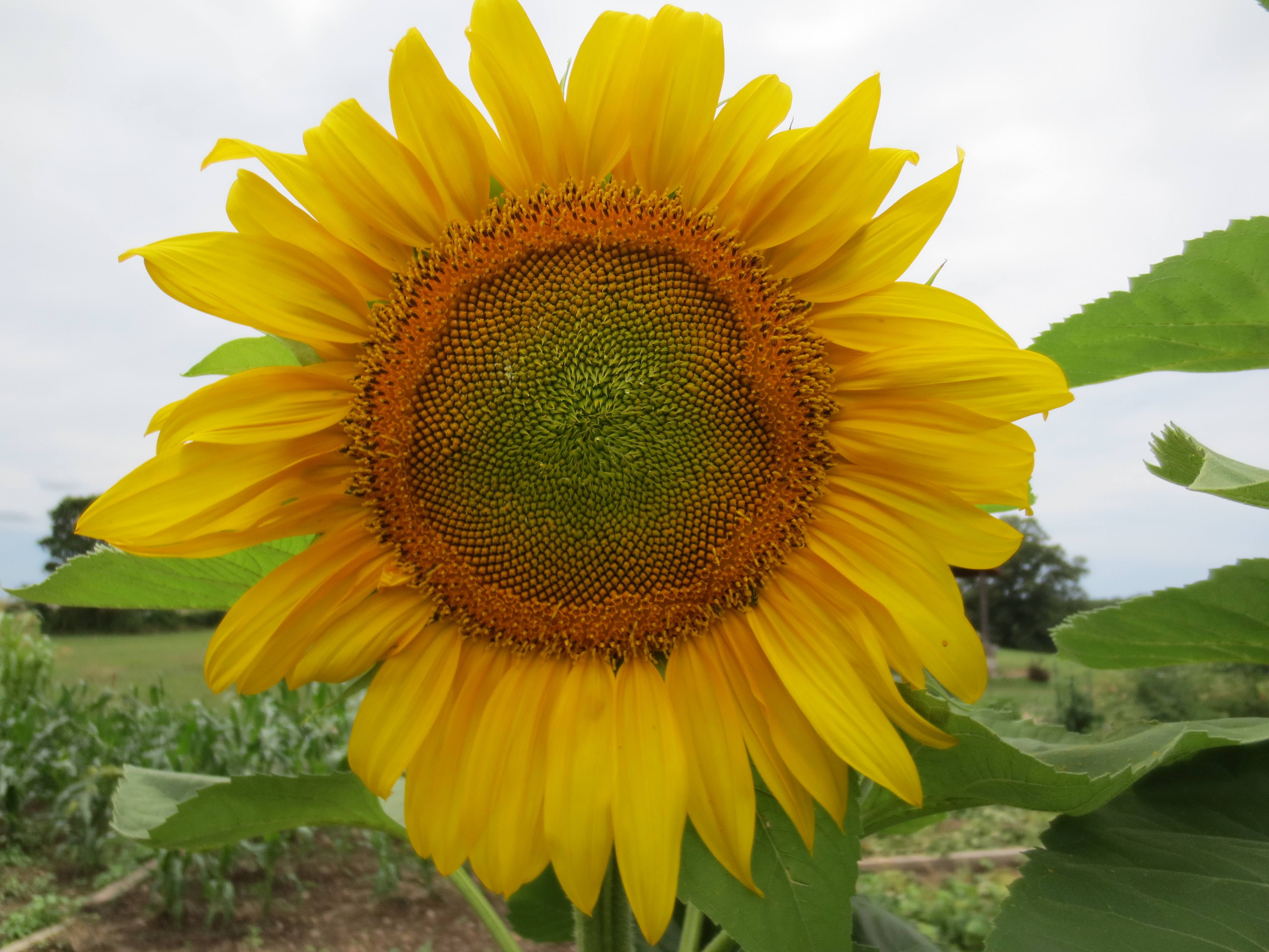 thumbnail interactive-video image 1 of 25 Titan Sunflower Seeds - Organically Grown In Ozark, MO - Helianthus (Yellow) 1 of 2