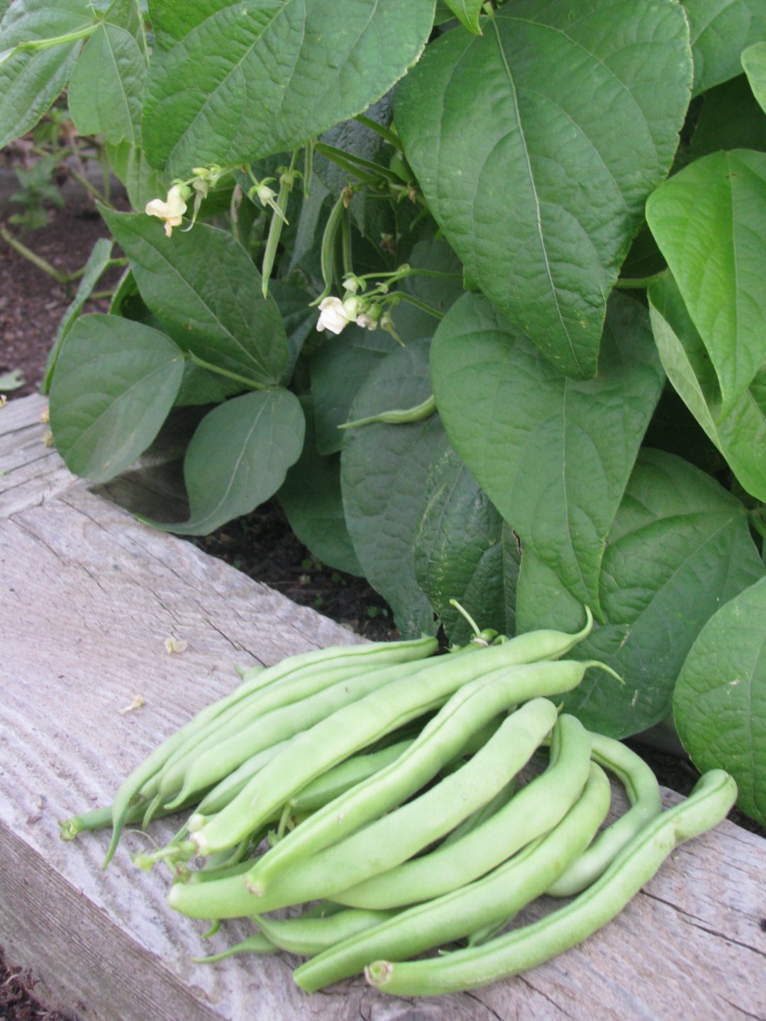Top Crop Bush Bean White Harvest Seed Company
