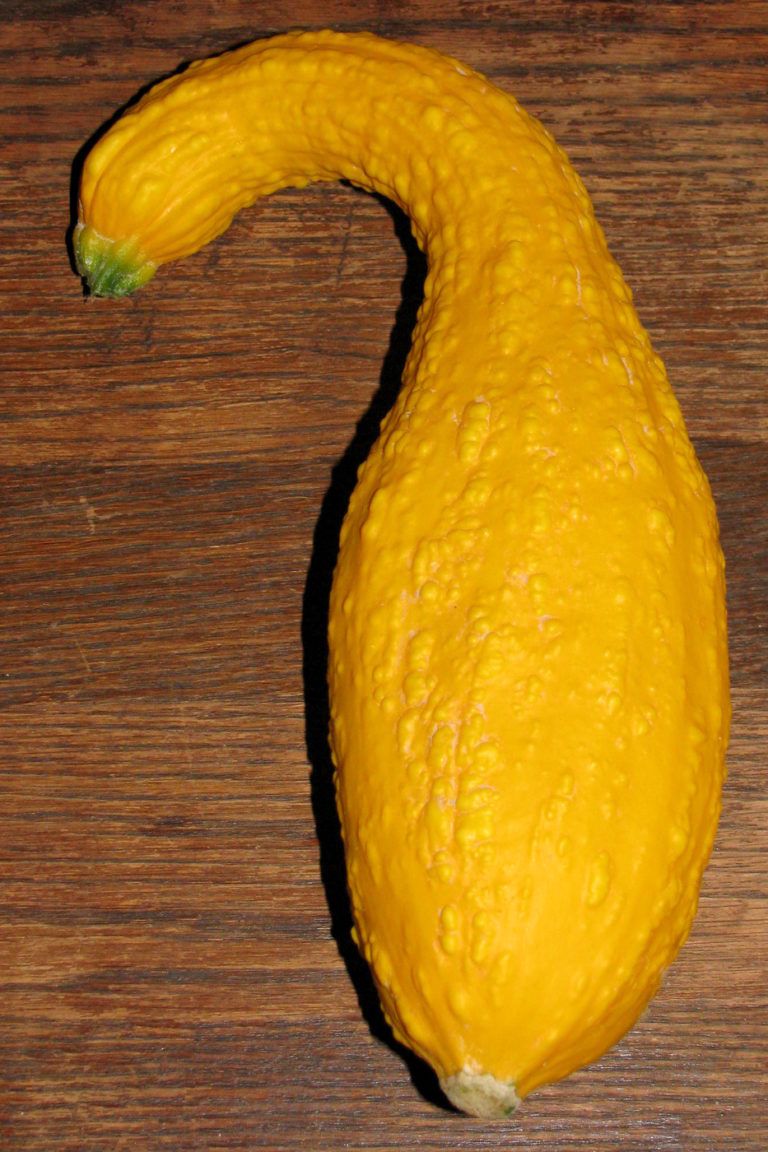 Golden Summer Crookneck Squash White Harvest Seed Company