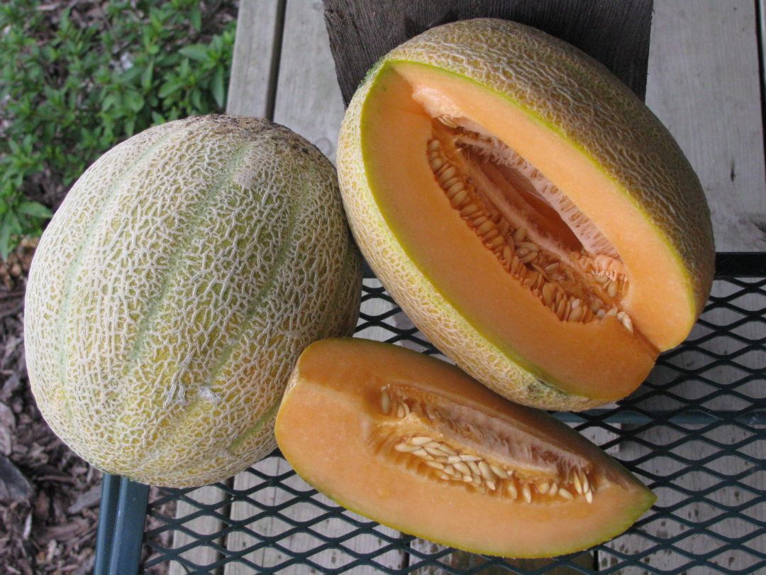 Hale’s Best Jumbo Melon White Harvest Seed Company