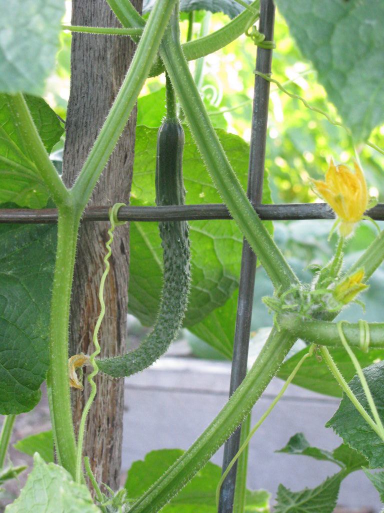 Japanese Long Cucumber White Harvest Seed Company