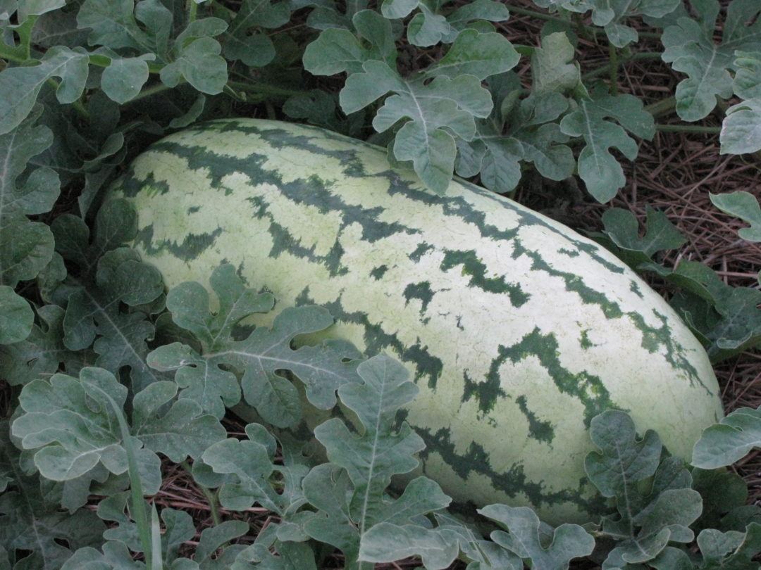 Jubilee Watermelon White Harvest Seed Company